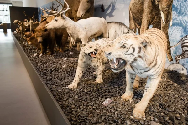 Les collections du musée Crozatier au Puy-en-Velay