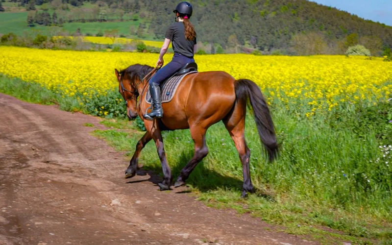 Une balade à cheval sur le territoire du Velay